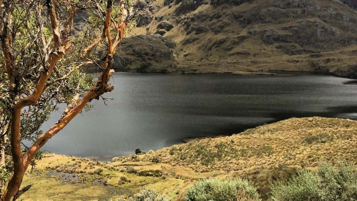 Cómo los influencers en Twitter Ecuador pueden colaborar con marcas Alemania