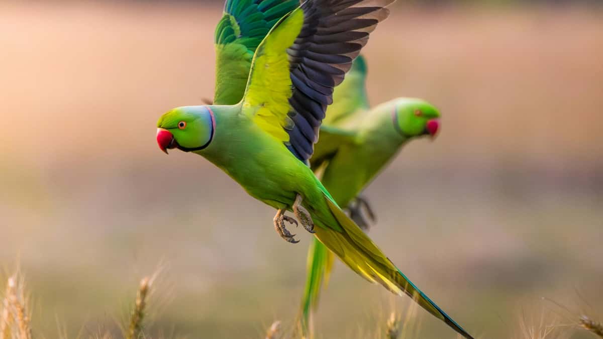 Creadores en Ecuador y el boom del contenido temático de diseño en Shopee Indonesia