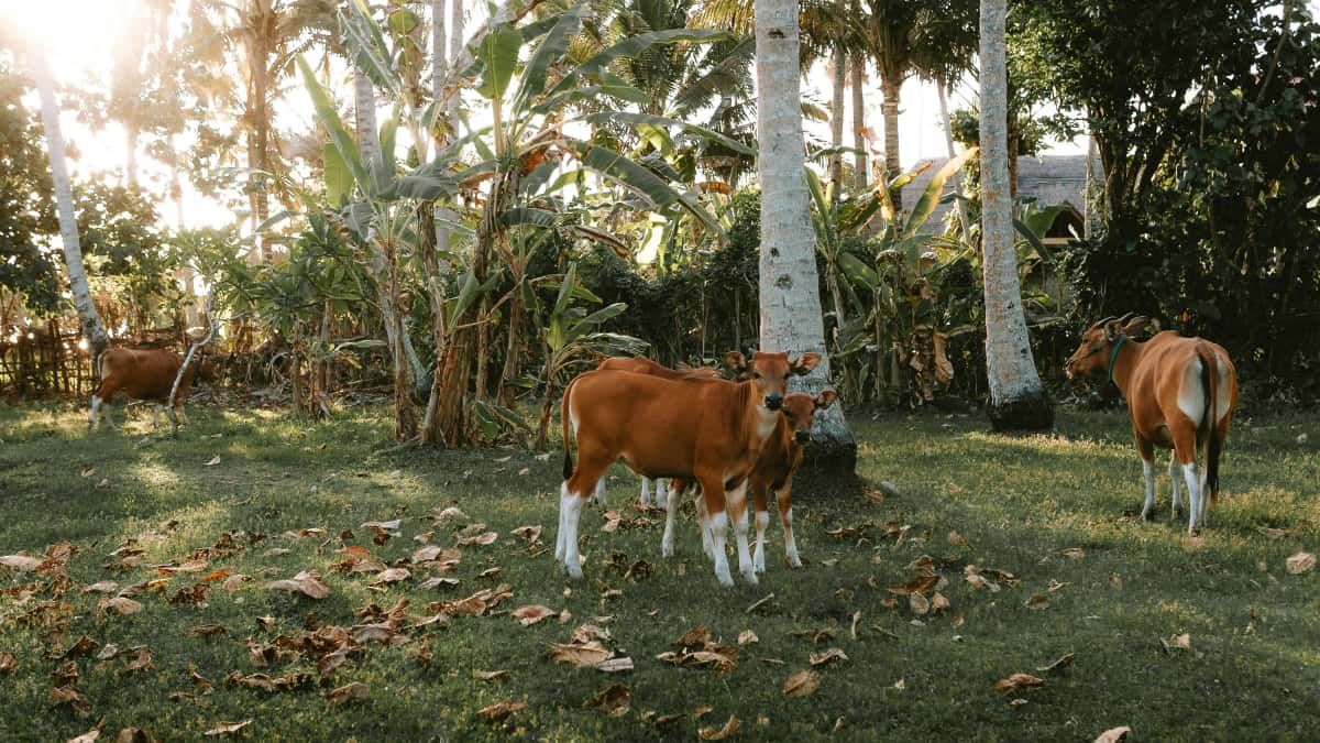 Marcas en Instagram de Kenia: Cómo aclarar el alcance de cooperación