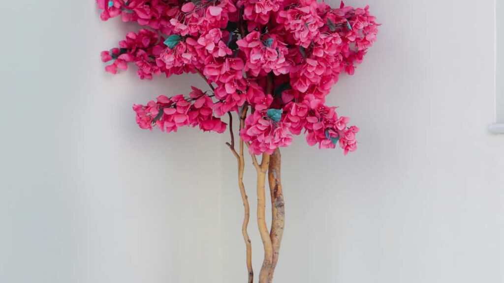 Guia practica para marcas en Ecuador que quieren localizar y colaborar con vendedores de Etsy en Chipre para retos de baile virales.