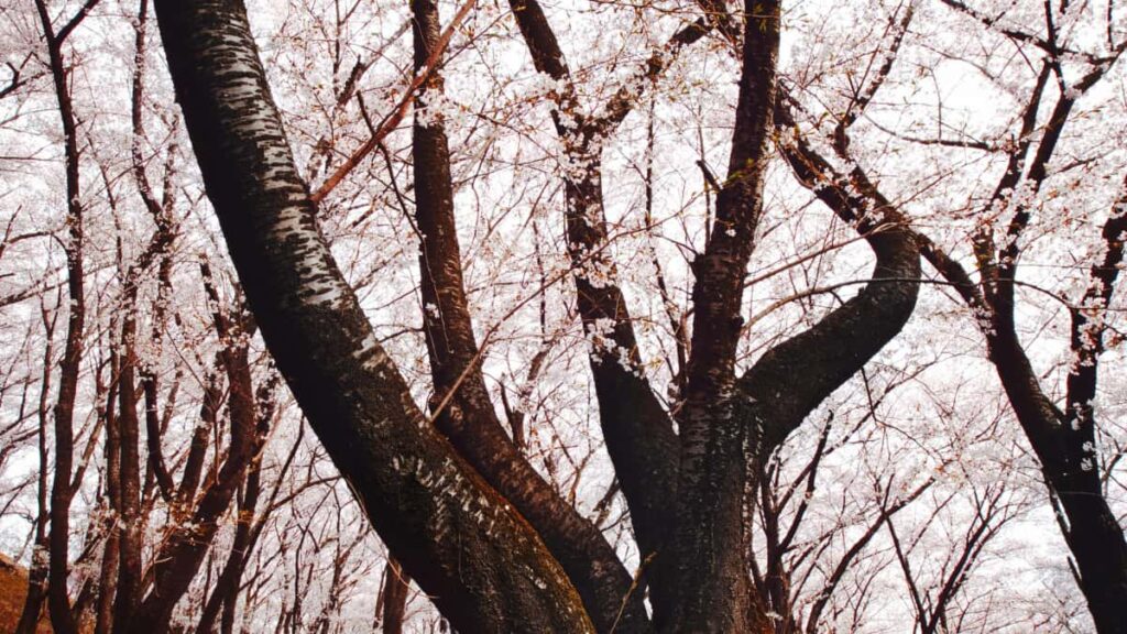 Guia practica para creadores en Ecuador: pasos, mensajes y pruebas sociales para contactar marcas de Indonesia por WhatsApp y aumentar la credibilidad de tu media kit.