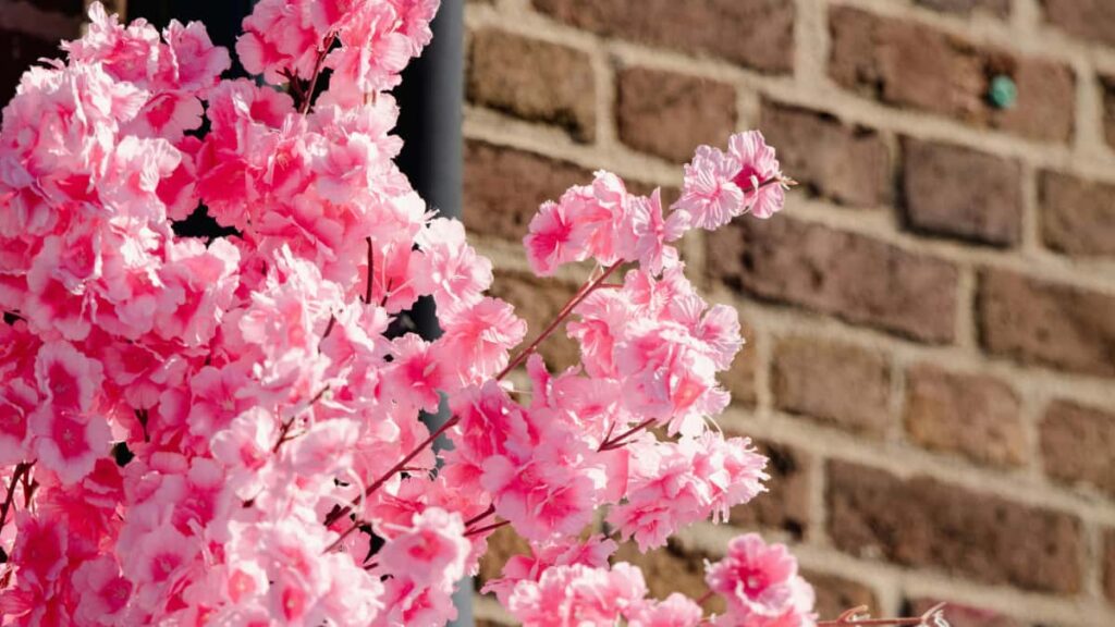 Guia practica para anunciantes en Ecuador: pasos, canales y tacticas para encontrar creadores que trabajen campanas conjuntas con Lazada Australia.