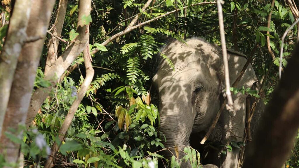 Guia practica para marcas SaaS en Ecuador: como localizar creadores Amazon locales, conectar con nichos y convertir pruebas gratis en usuarios activos.