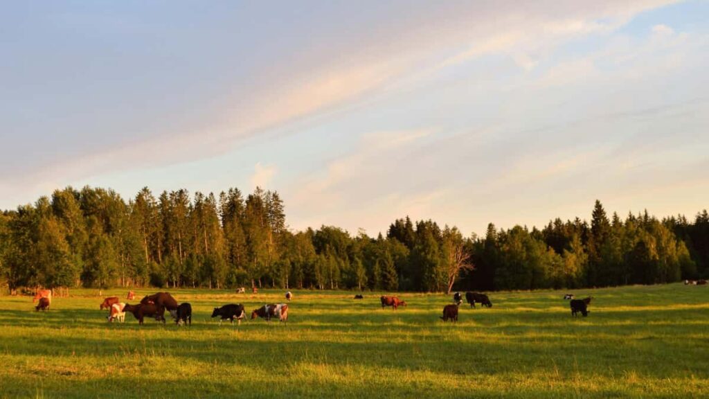 Guia practica para creadores en Ecuador: como encontrar, pitchar y negociar con marcas de Costa Rica en Josh para conseguir muestras gratis y primeras colaboraciones.