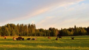 Guia practica para creadores en Ecuador: como encontrar, pitchar y negociar con marcas de Costa Rica en Josh para conseguir muestras gratis y primeras colaboraciones.