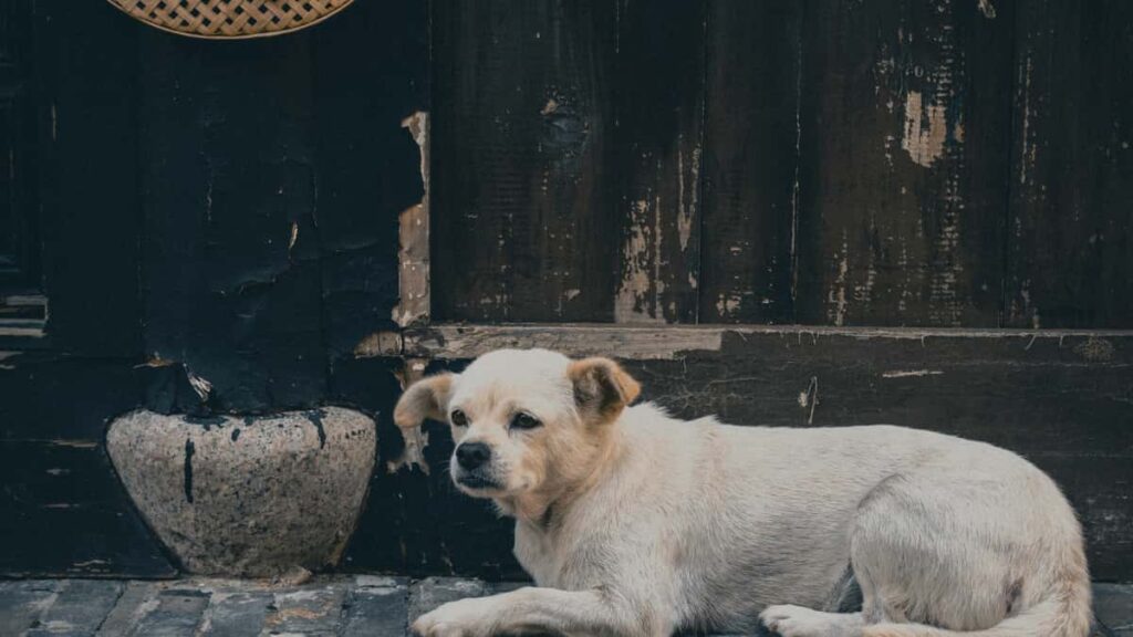 Guia practica para creadores en Ecuador que quieren contactar marcas de Emiratos Arabes en Roposo y entrar a lanzamientos beta exclusivos.